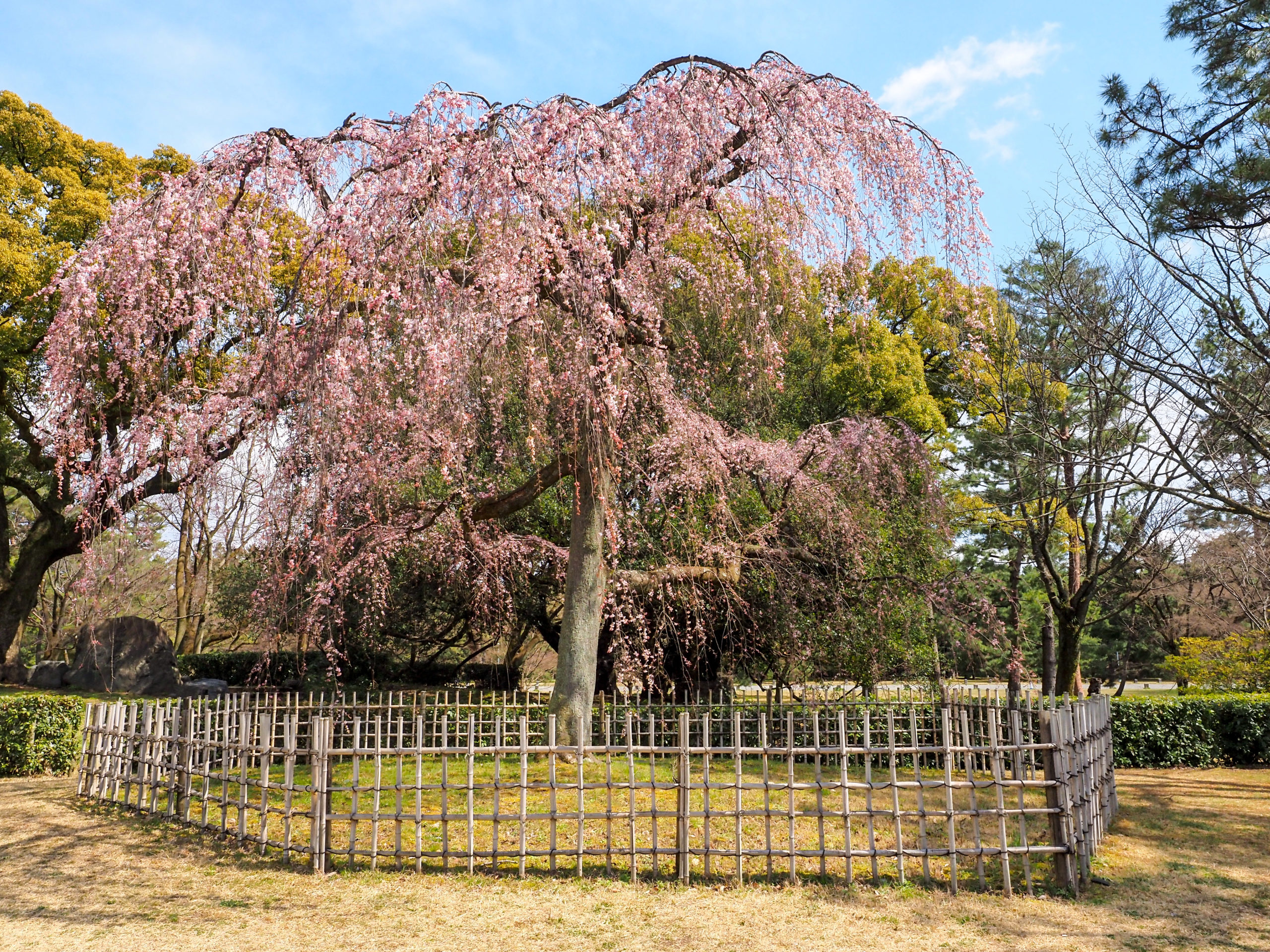 京都御苑のしだれ桜
